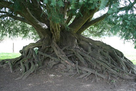 The yew tree at Waverley Abbey