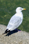 Seagull on the Cobb